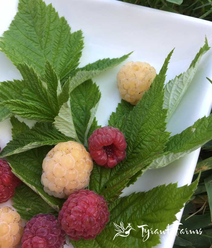 6 delicious teas you can make from your garden Tyrant Farms